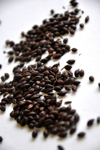 Roasted Barley (British)